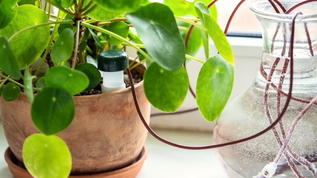 A drip irrigation system made of silicone tubing for a potted Pilea plant to keep the plant alive on vacation. Houseplant suck up water through tubes submerged in vase of water on a sunny windowsill.
