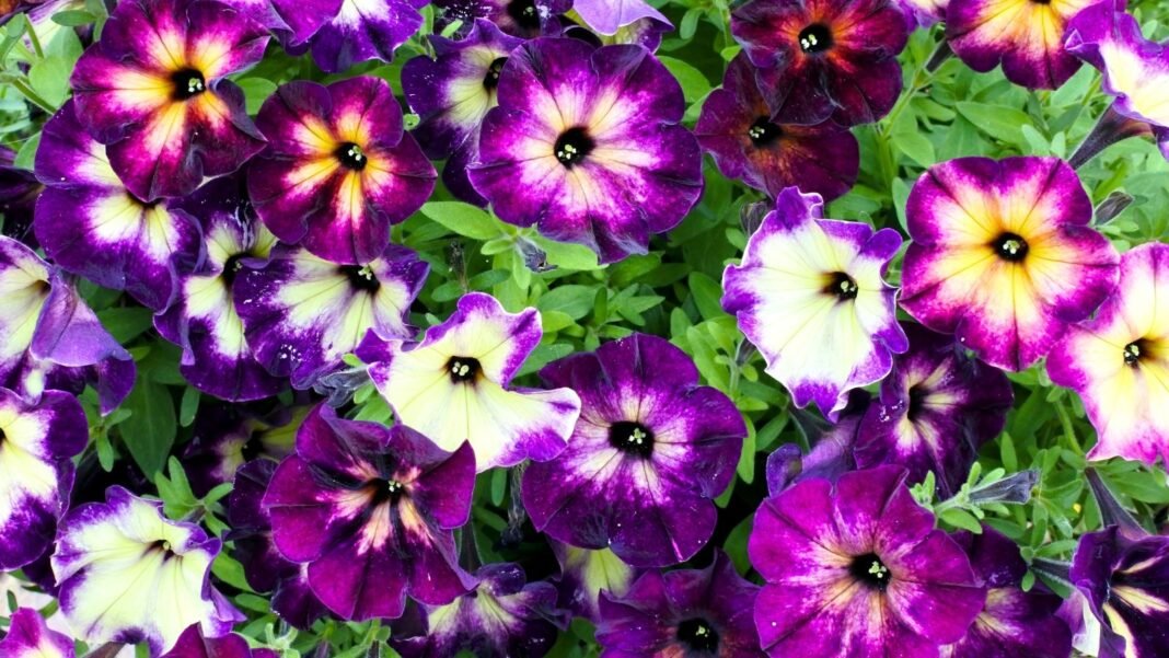 A dense cluster of trumpet-shaped flowers in shades of purple, yellow, and white, with prominent dark centers, fills the frame — petunias that don't need deadheading.
