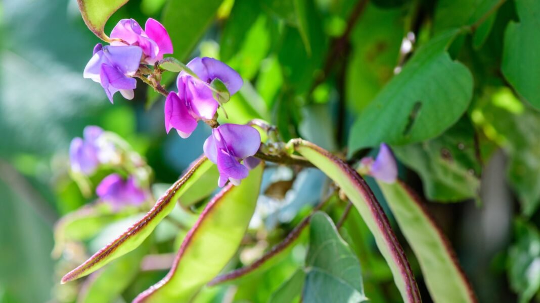A 'Ruby Moon' Hyacinth beans on the plant with lovely purple blooms and broad bright green foliage placed somewhere with sunlight