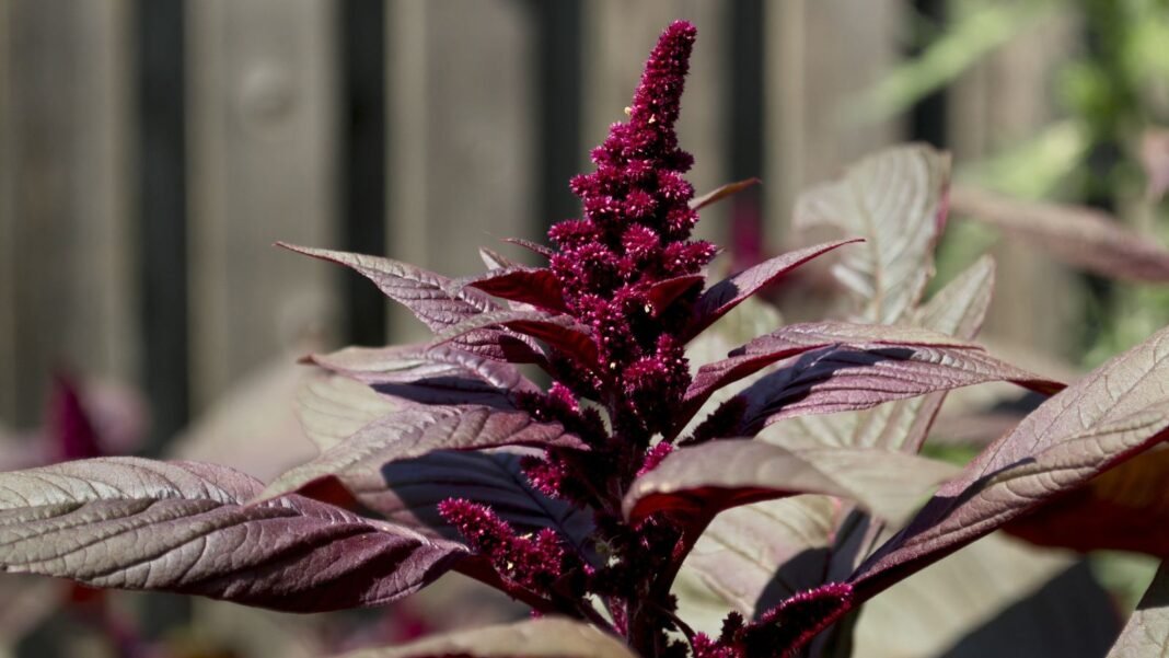 A close-up shot of a burgundy colored developing flower, alongside its burgundy leaves, showcasing the hopi red dye amaranth
