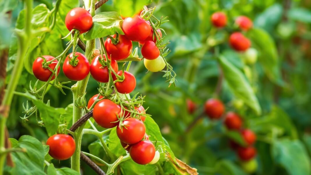 A close-up shot of a cluster of hanging and ripening fruits, alongside its foliage, supported by a stake, showcasing the fall tomato crop