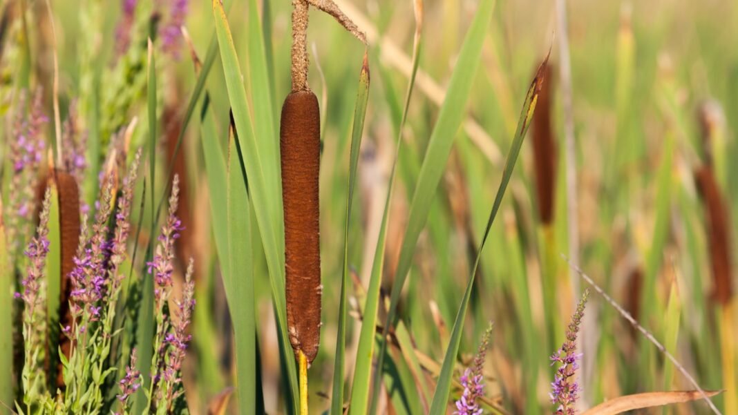 A close-up shot of a composition of cattails and its foliage alongside other plants, showcasing invasive pond weeds