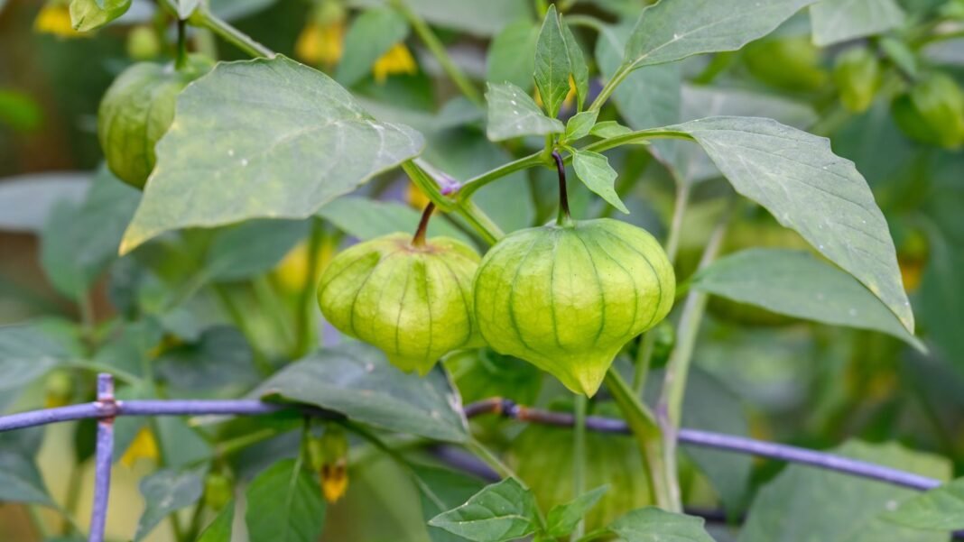 A close-up shot of a fruit-bearing plant with fruits covered in a papery husk that shows why tomatillo not producing fruit