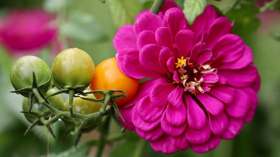 A close-up shot of a large purple colored flower, growing alongside a cluster of ripening fruits, showcasing intercropping zinnias with tomatoes