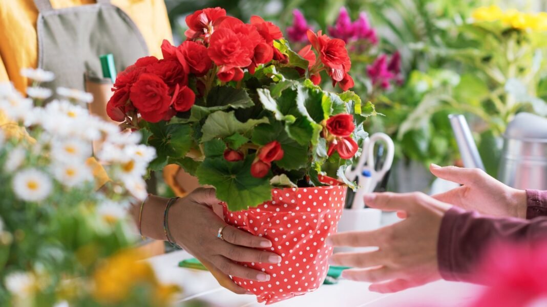 A close-up shot of a person handing over a small composition of potted red flowers, showcasing nursery bargains during late summer