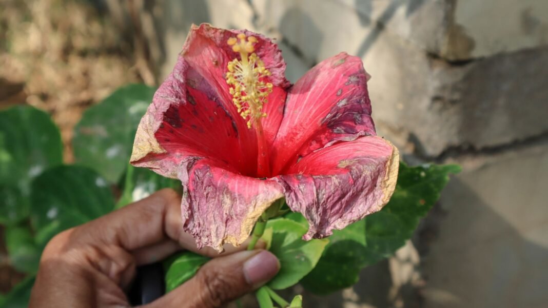 A close-up shot of a person's hand, holding a red and diseased flower, showcasing hibiscus problems