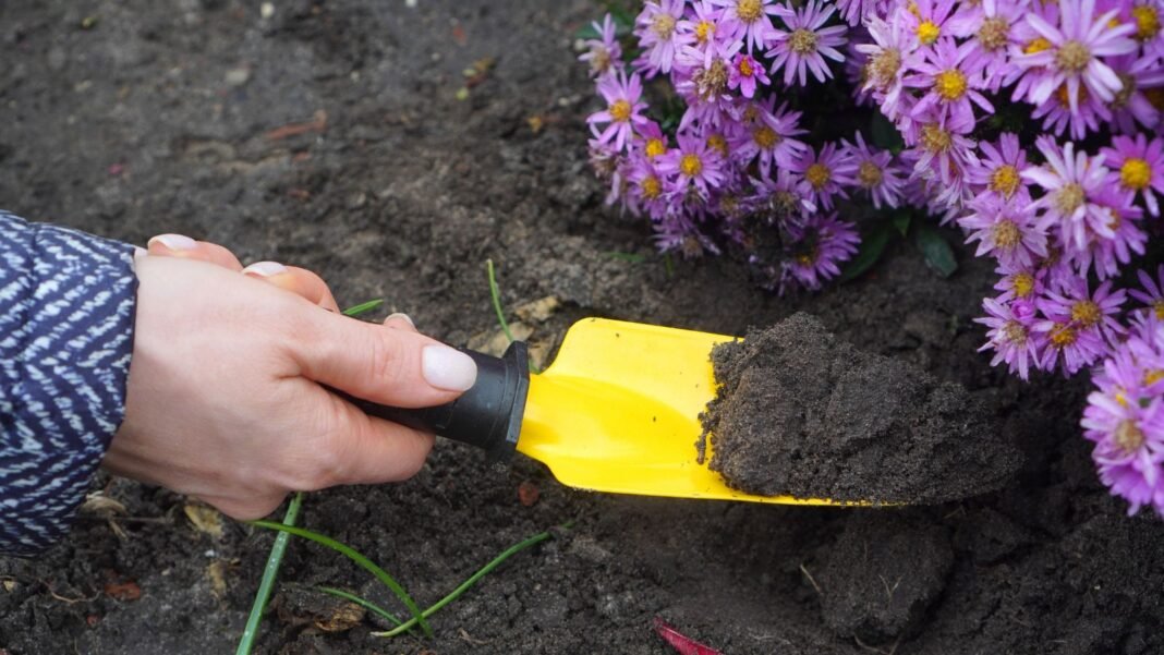 A close-up shot of a person's hand using a yellow colored hand trowel, in the process of digging out purple flowers, showcasing how to divide asters
