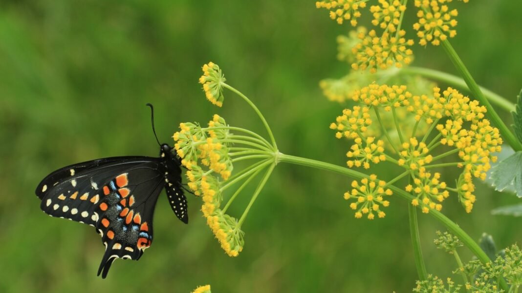 A close-up shot of a small composition of clusters of small yellow flowers on top of slender stems of the golden alexander, with a butterfly feeding on its nectar outdoors
