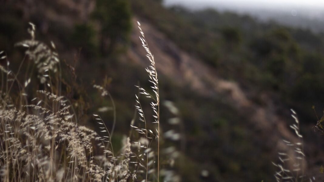 A close-up shot of a small composition of ornamental blades of plants showcasing the sideoats grama grass