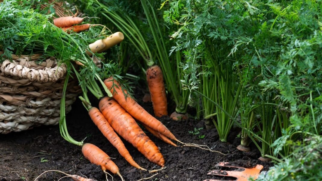Close up of freshly harvested carrots showcasing when to plant fall carrots.