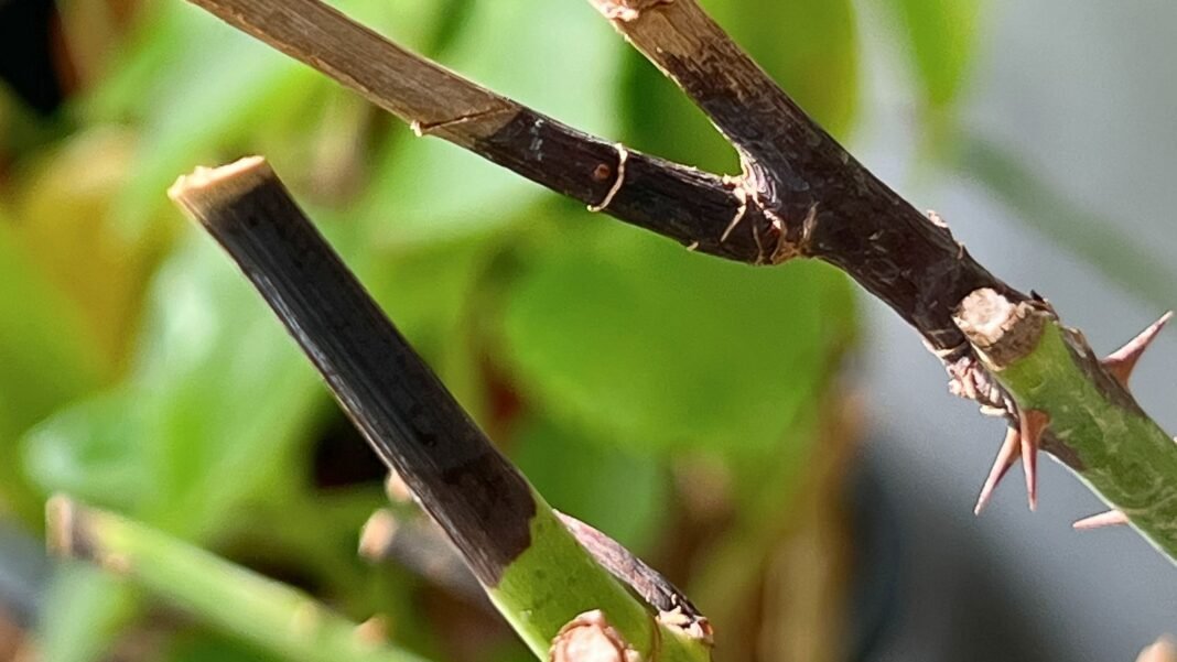 A close-up shot of several thorny diseased branches of a flowering shrub, showcasing what is known as a rose stem dieback