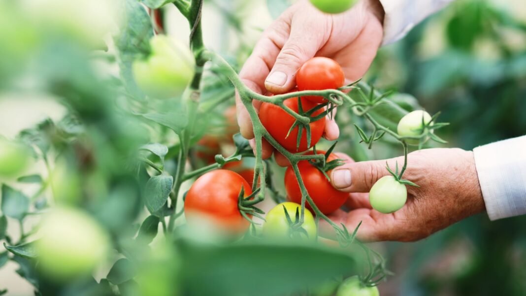 A shot of mealy garden tomatoes, with a person using two hands to hold the red and round crops with green foliage in the background