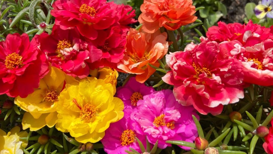 An overhead and close-up shot of a small composition of vibrant colored blooms and green foliage, showcasing no water flowers