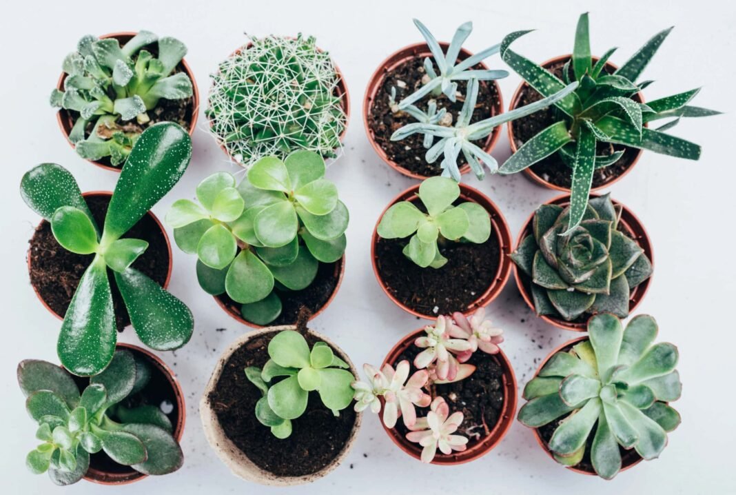 10 Best Places to Sell Plants to Make Money  