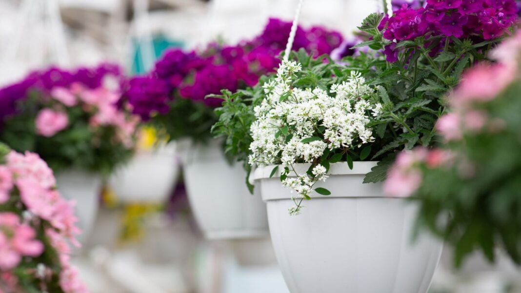 Cheap hanging basket plants, appearing to have different colored blooms and deep green leaves placed in white containers