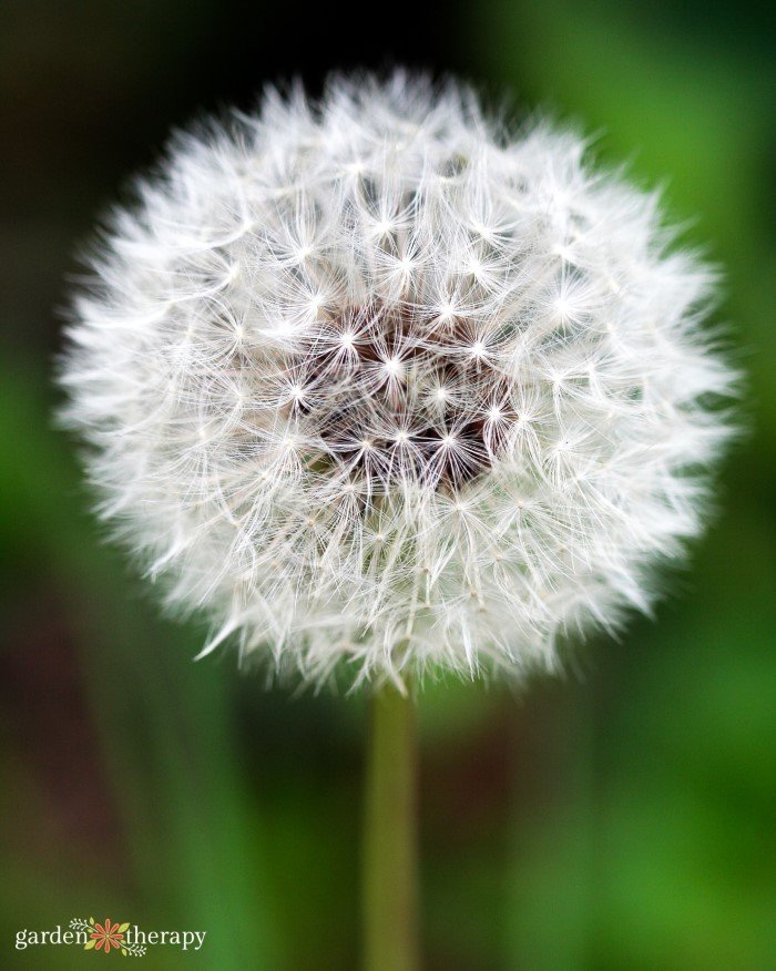 What is a Weed? Tips for Weed Identification In Your Garden