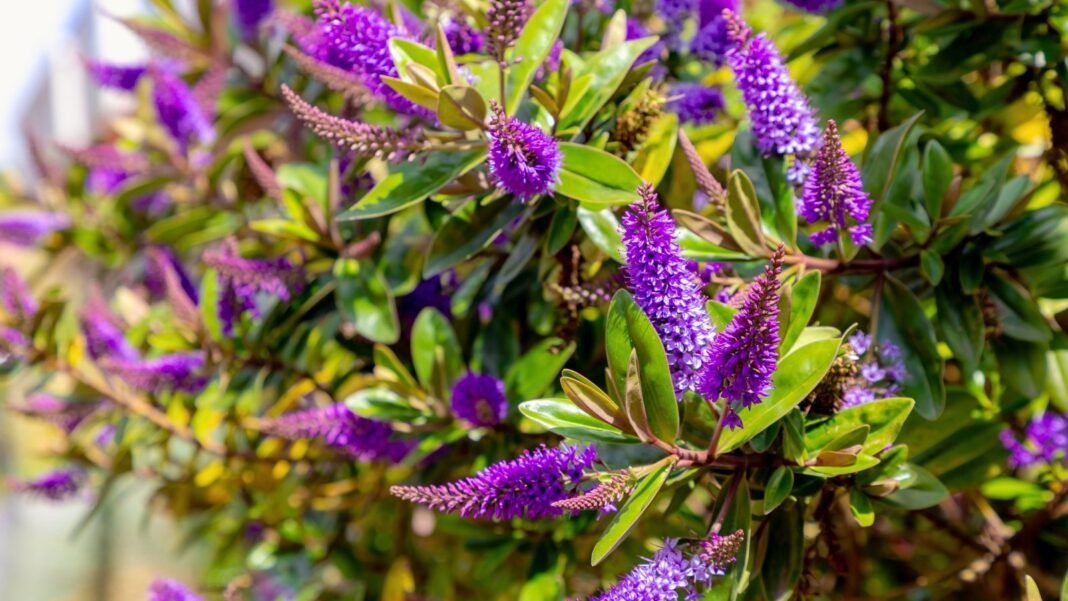 Compact evergreen Hebe shrub with dense, glossy green leaves and tall purple flower spikes.