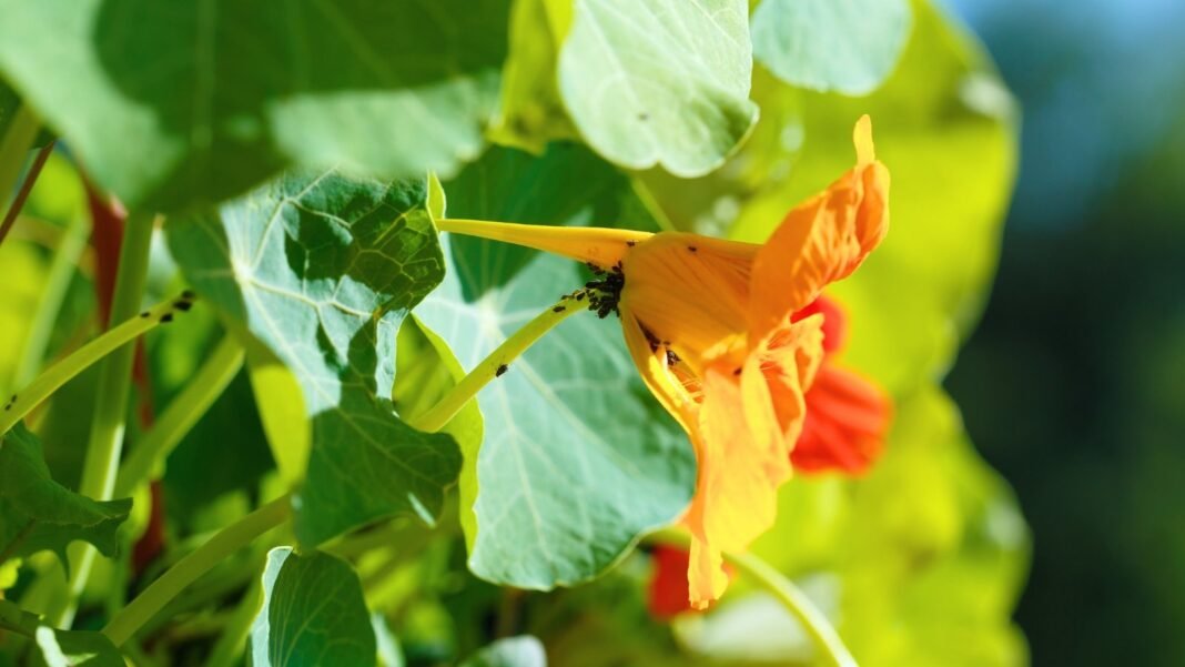 Black aphids heavily infest a nasturtium trap plant, clustering along the stems and near a bright orange flower.