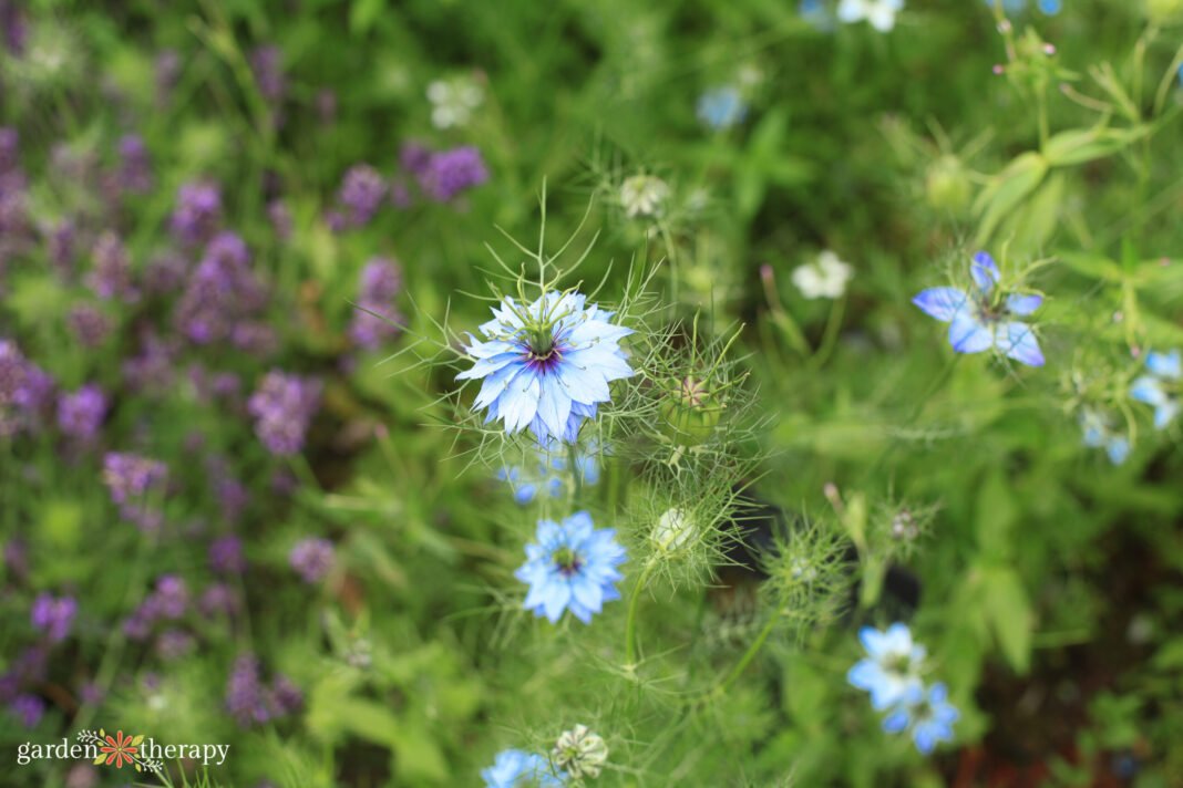 Growing Nigella Plants for Gorgeous Bouquets & Dried Decor