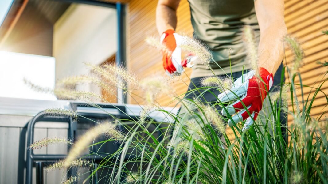Overgrown ornamental grass being trimmed by a gardener wearing gloves and pruning shears to work on the plants