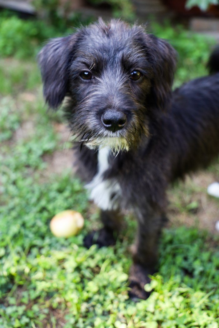 Safe Gardening with Dogs and Cats: Common Garden Plants Poisonous for Pets