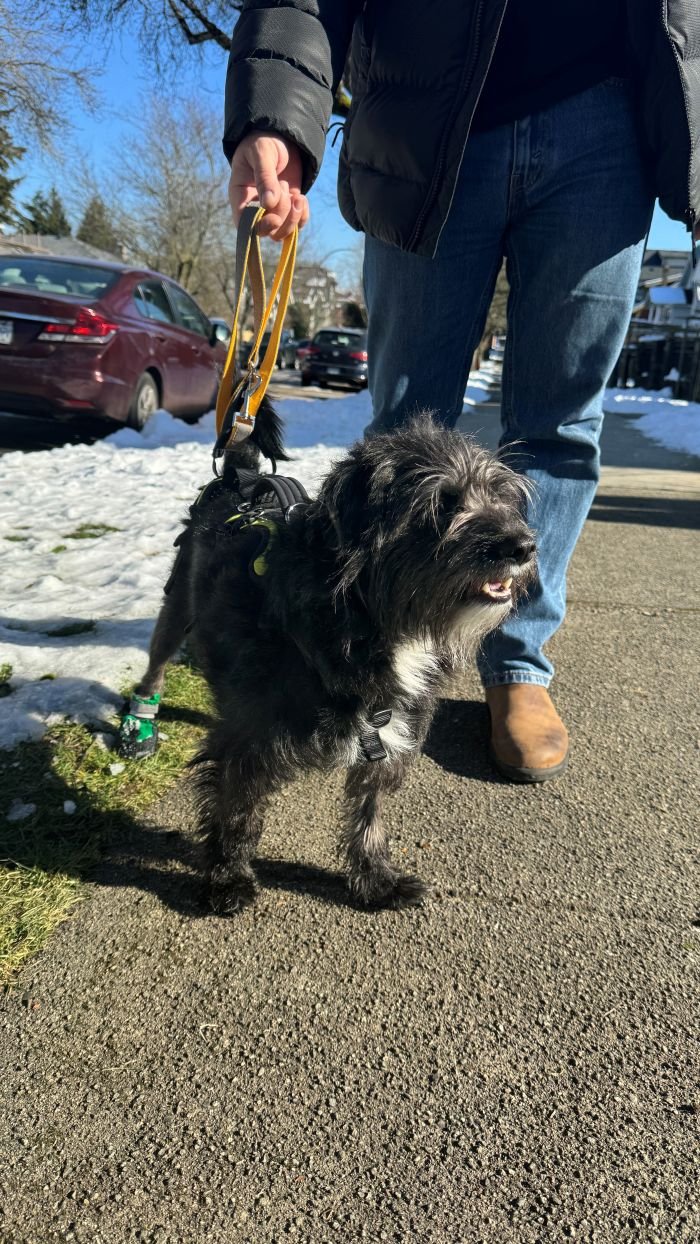 Ozzie on walk with help me up harness