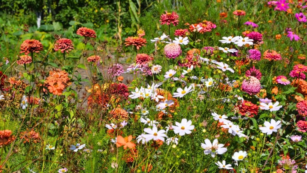 Close-up of blooming annuals, including cosmos and zinnias growing in a sunny garden, showing fading annuals reviving.