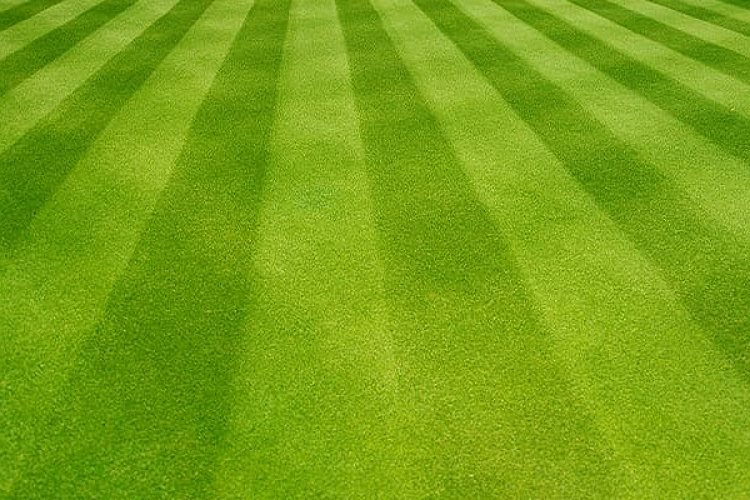 Sydneys Best Turf—Now Available to Order Online