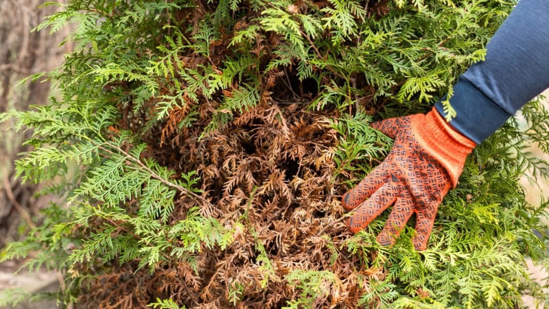 Gardener’s gloved hand showing brown, drying leaves among green foliage on an arborvitae turning brown.
