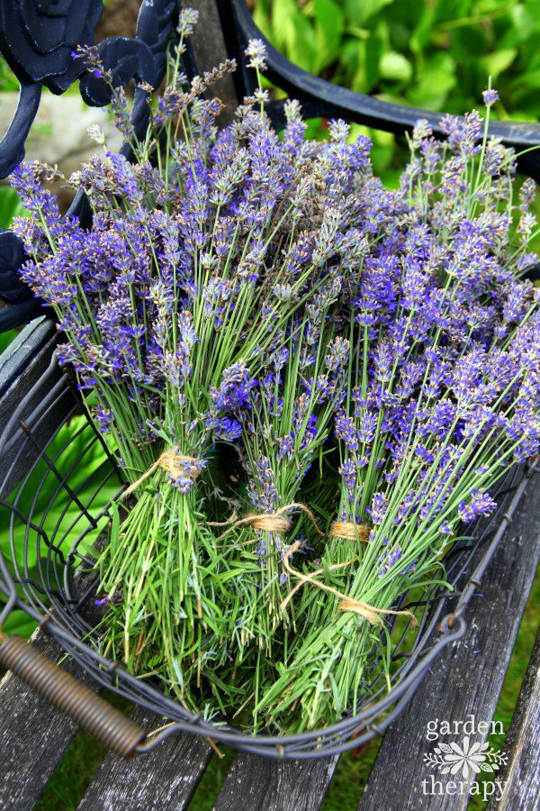 bunches of fresh harvest lavender