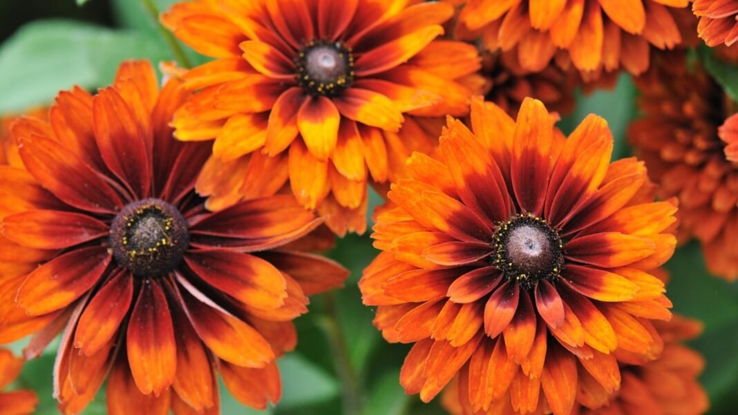 Close-up of blooming Cherokee Sunset black-eyed Susan flowers with ruffled, multicolored petals in shades of orange, red, and yellow surrounding dark, dome-shaped centers.
