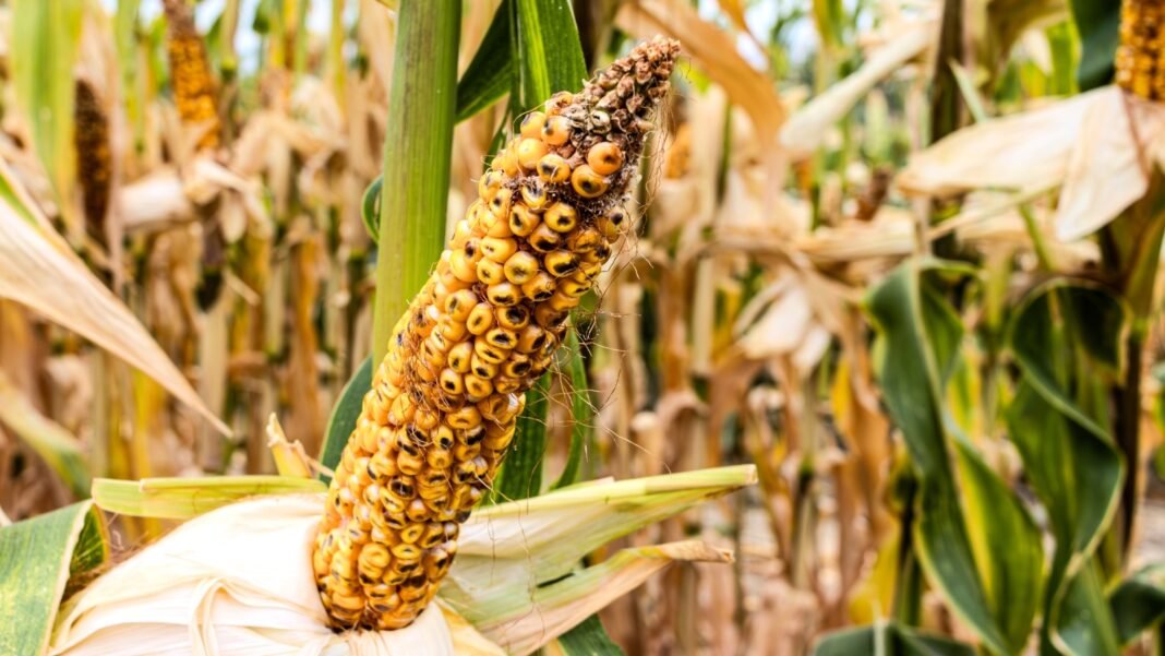 Close up of diseased corn cob with dry open husk showing bright yellow plump kernels rotting with black spots.