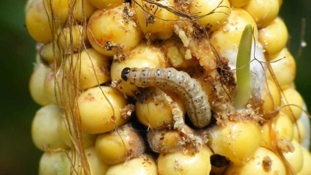 Close-up of corn ears showing ragged kernels damaged by a corn earworm, a plump, striped caterpillar with a brown head that feeds on developing corn.