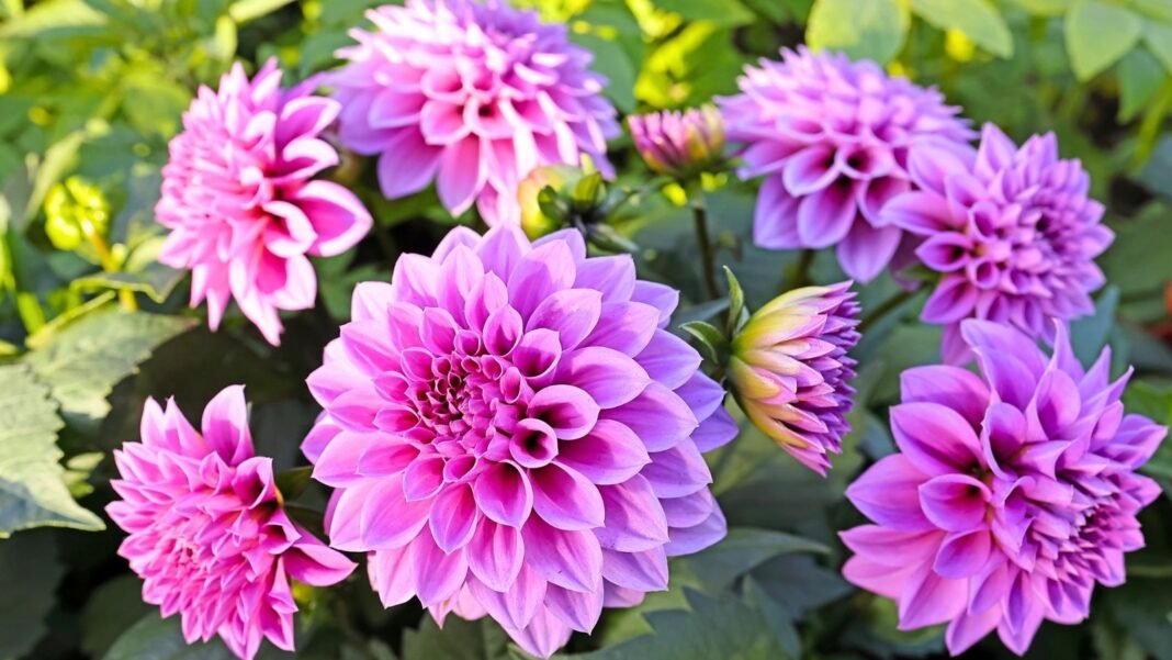A vibrant array of spherical, multi-petaled blossoms in fuchsia-pink to lavender-purple hues, nestled among dark green foliage, showcasing difficult perennials.