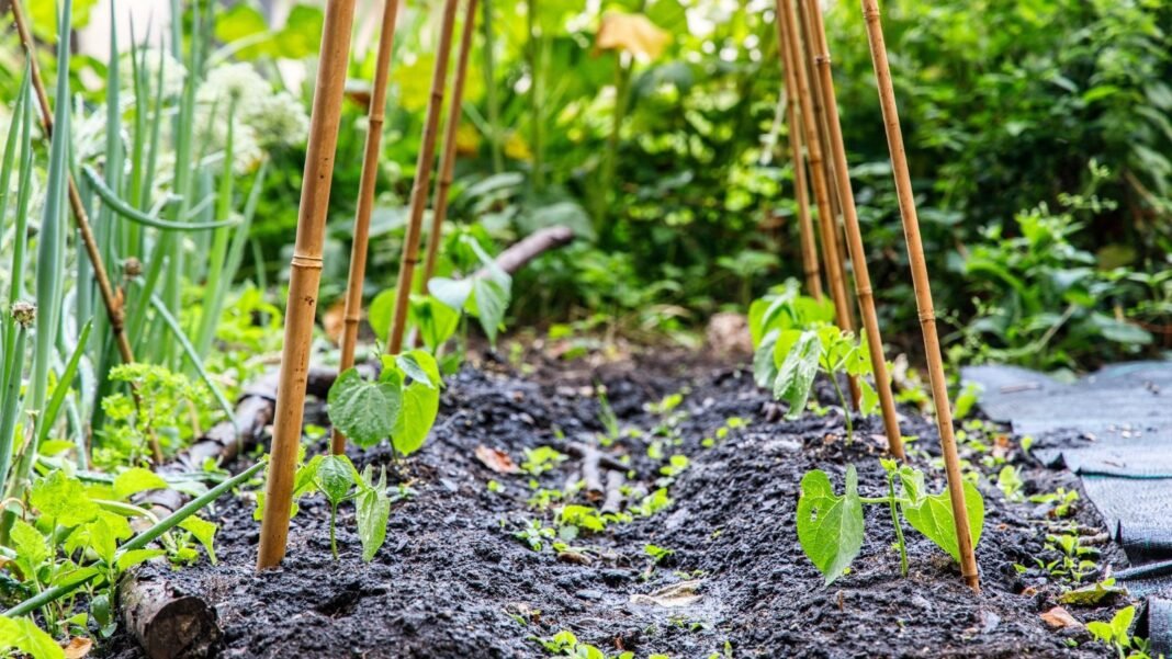 Young seedlings of homegrown French beans grow upright with the help of slender bamboo sticks used as DIY plant staking in garden soil.