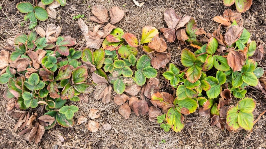 A dying strawberry patch shows wilted, brown leaves scattered on dry soil covered with straw mulch.