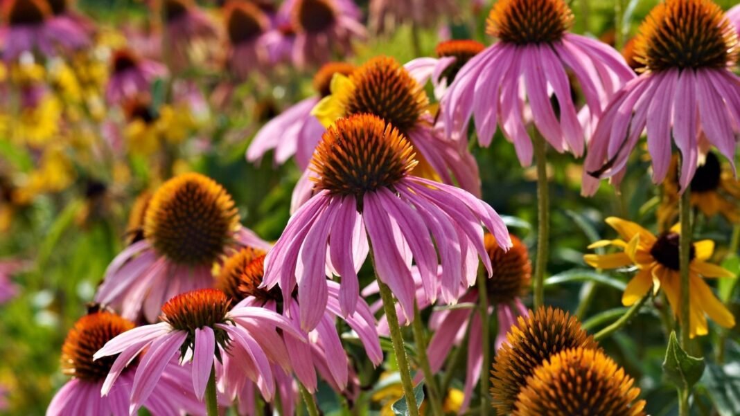 Purple coneflowers and yellow black-eyed Susans bloom vibrantly together as garden flowers reseed naturally.