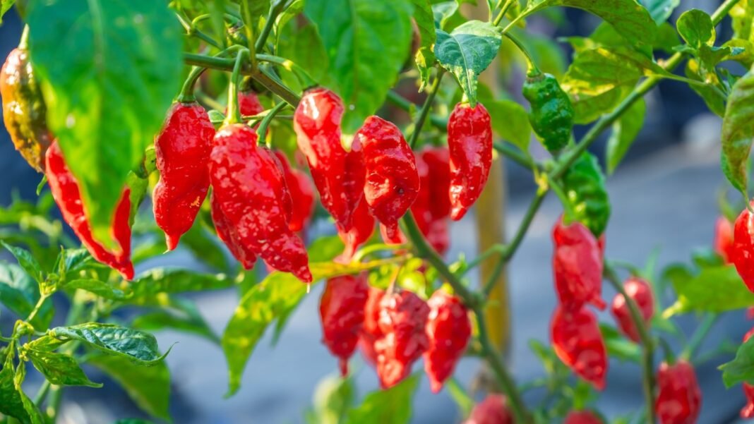 Ripening ghost peppers hang from the plant in shades of green to vibrant red, with wrinkled, elongated skin among deep green leaves.