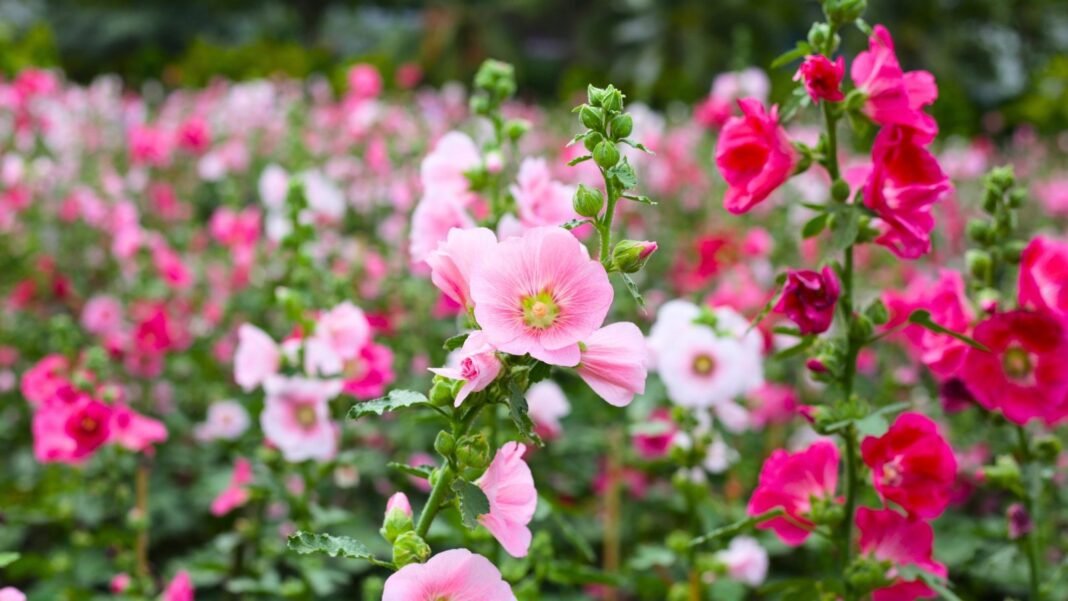 A garden full of pink, cup-shaped flowers on green stalks amidst varied green foliage — showcasing different hollyhock varieties.