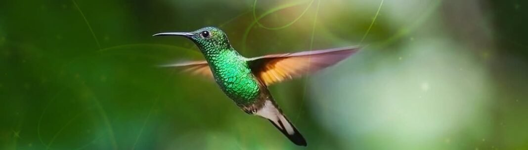 4 Symbolic Hummingbird Meanings –  What A Hummingbird Symbolizes