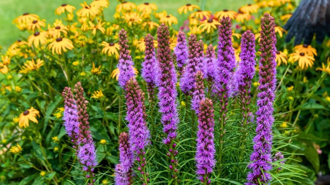 A close-up shows tall, spiky purple flower stalks, common among native midwest perennials, with numerous small blossoms emerging from a bed of green foliage and blurred yellow flowers in the background.