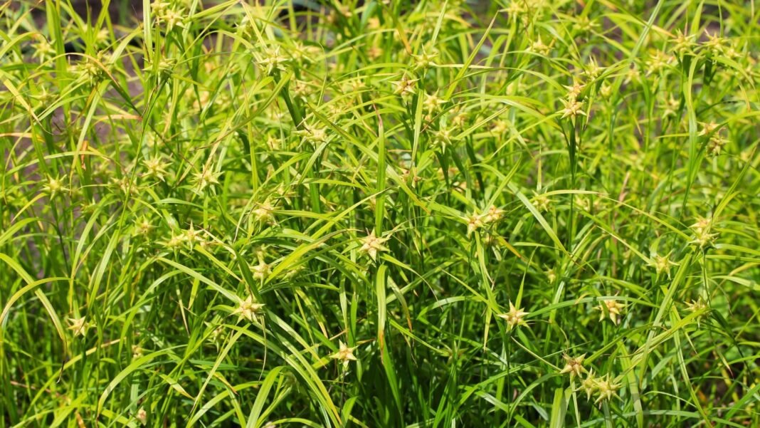 A lush field of vibrant green grass blades interspersed with small, star-shaped, pale yellow-green seed heads, highlighting native sedge.