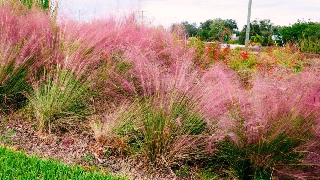 fast-spreading seeds of pampas grass may require alternatives