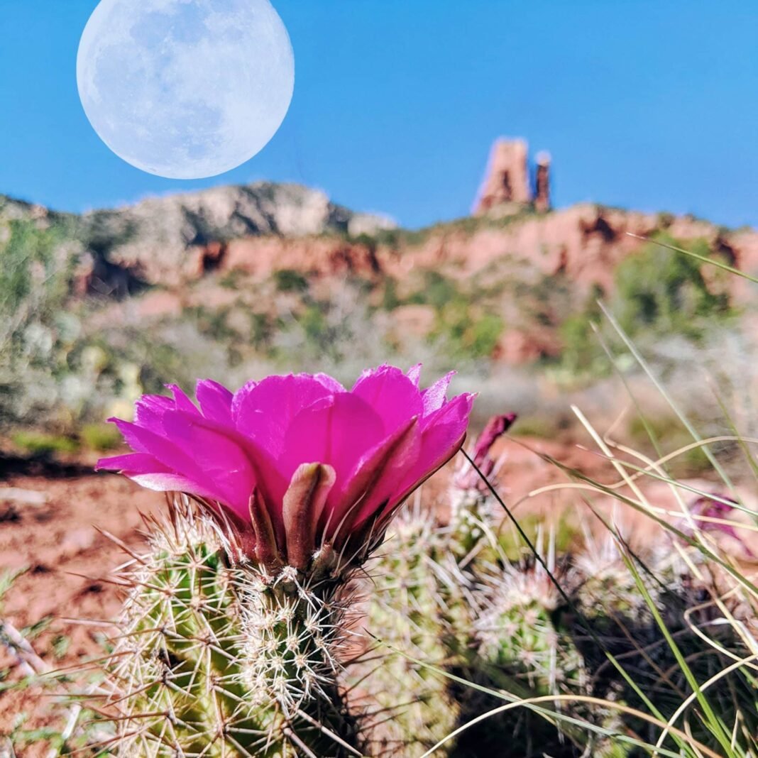 Pink Full Moon Spiritual Meaning 🌕✨