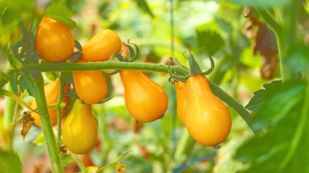 A cluster of vibrant, pear-shaped yellow and orange fruits on delicate green stems amidst foliage, representing pole tomato varieties.