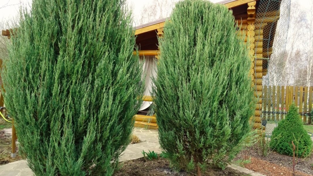 Two tall, narrow rocky mountain junipers with dense blue-green foliage grow upright in a garden landscape.