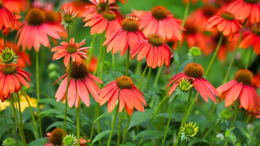 17 Unusual and Showy Coneflower Varieties For Your Garden