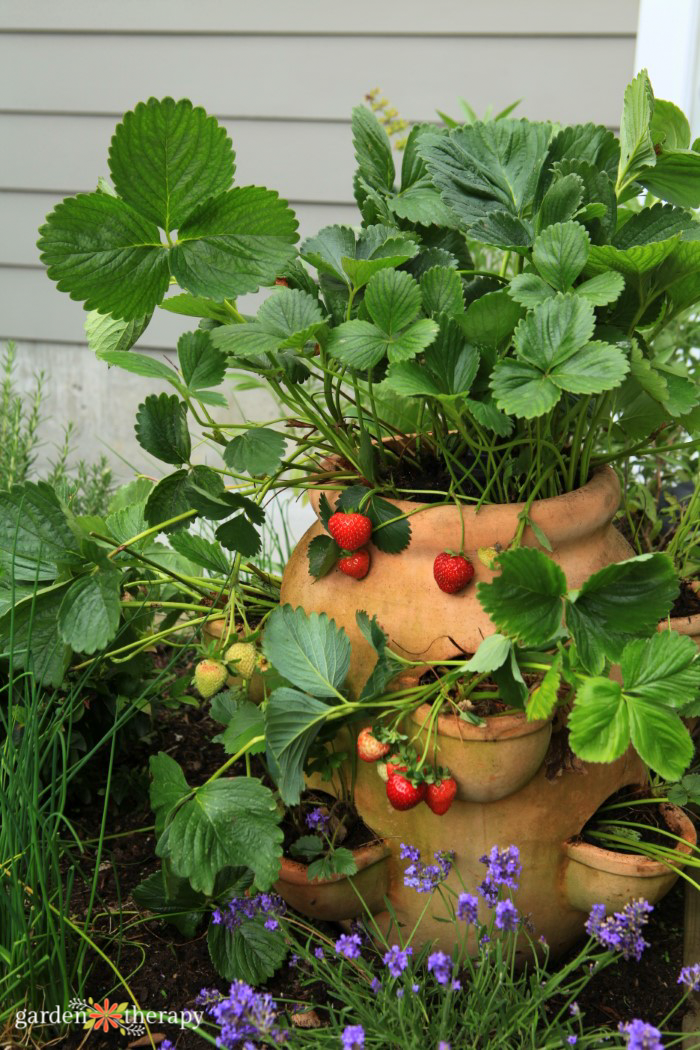 how to make a dopamine menu for gardening