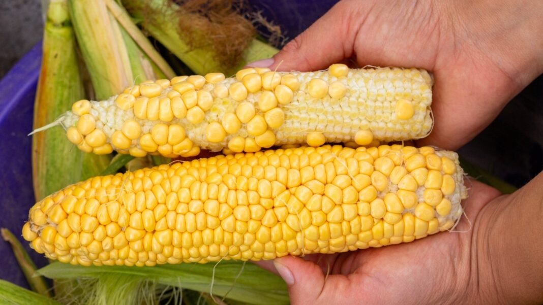 A man's hand holds both an underdeveloped and a healthy corn cob close up, showing a clear contrast in size and kernel development.