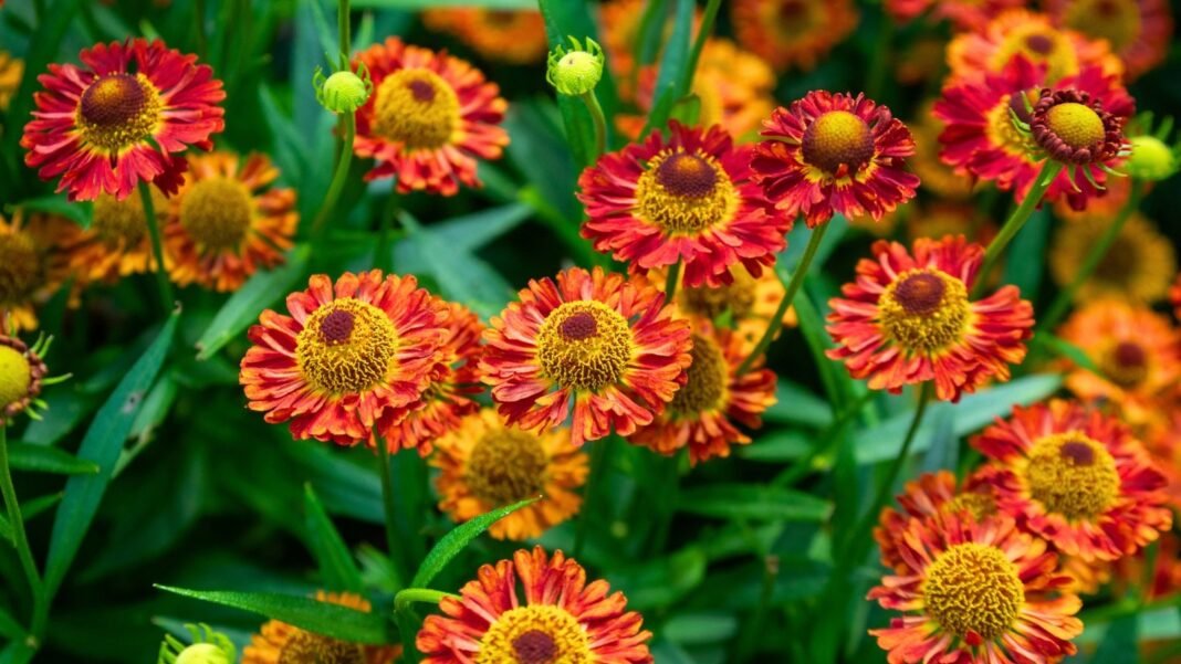 A vibrant field of red, orange, and yellow daisy-like flowers with textured golden-brown centers and green foliage, showcasing underrated pollinator plants.